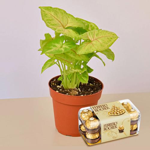 Air Purifier Plant And Choco Love