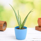 Aloe Vera Gift Plant - YuvaFlowers