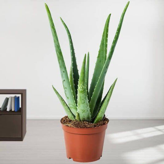 Aloe Vera Potted Plant - YuvaFlowers