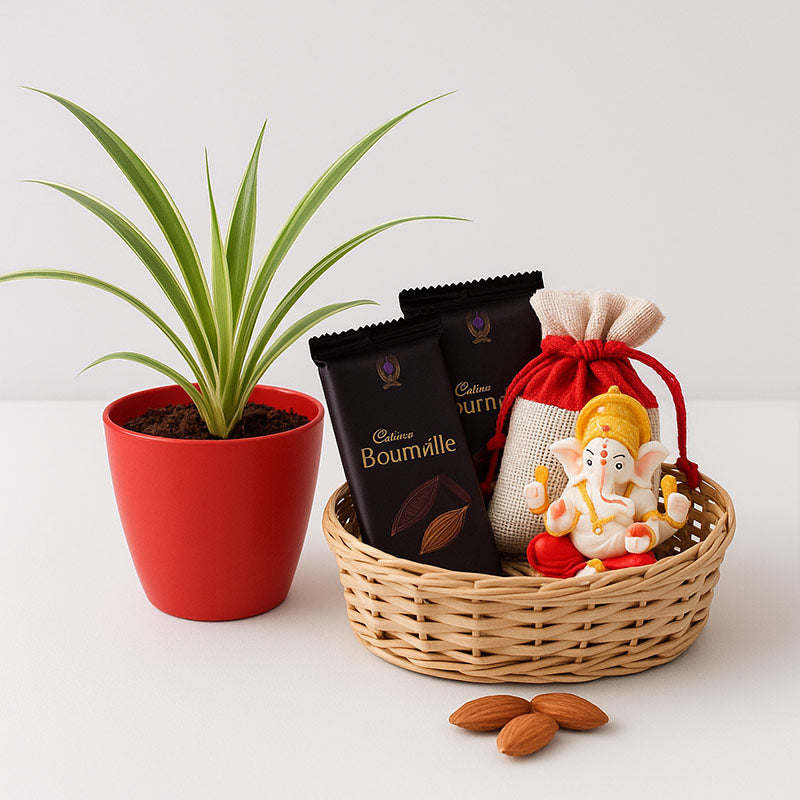 Auspicious Spider Plant Hamper