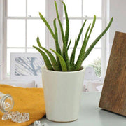 Beauty Of Aloe Vera - YuvaFlowers
