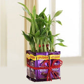 Charming 2 Layer Bamboo Plant - YuvaFlowers