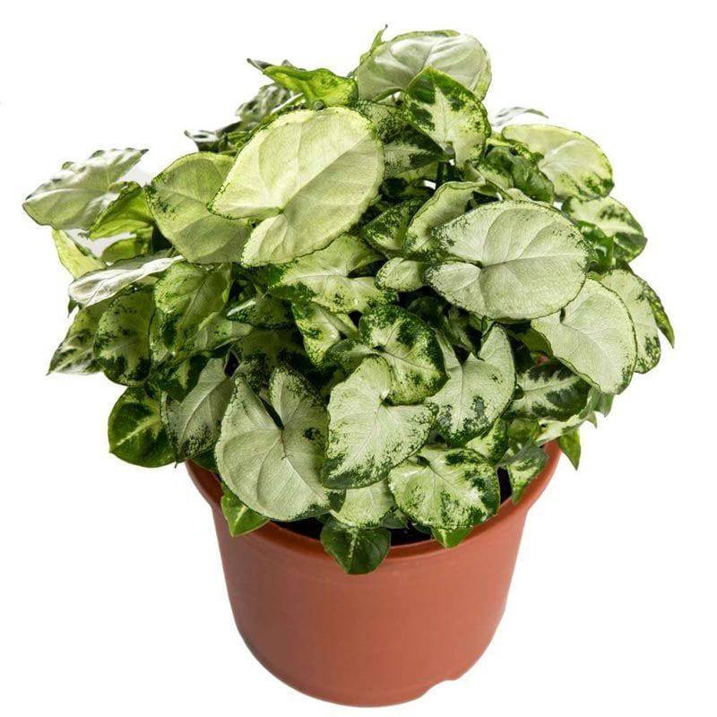 Chilli Syngonium Plant with Fibre Pot - YuvaFlowers