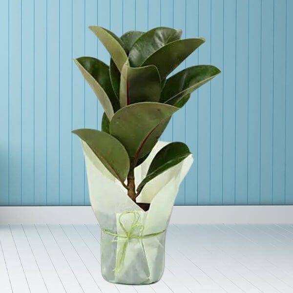 Delightful Rubber Plant - YuvaFlowers