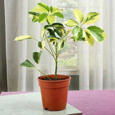 Elegant Schefflera Plant - YuvaFlowers