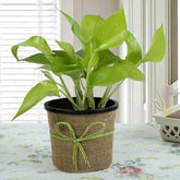 Gift Money Plant for Prosperity - YuvaFlowers