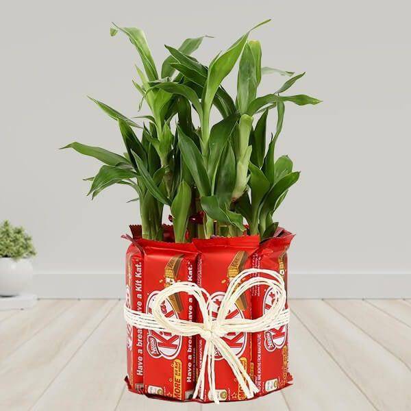 Kitkat With Two Layer Lucky Bamboo - YuvaFlowers