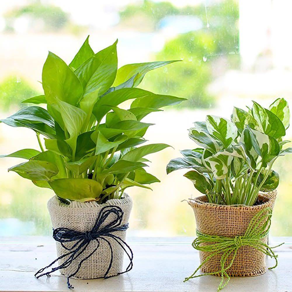 Magnificent Money Plants In Jute Wrap For Happy Moments - YuvaFlowers