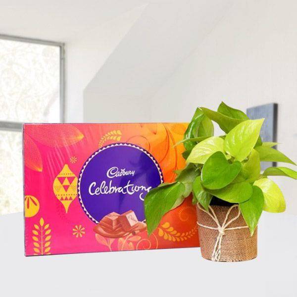 Money Plant with Cadbury Celebration - YuvaFlowers