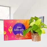 Money Plant with Cadbury Celebration - YuvaFlowers