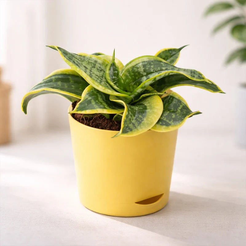 sansevieria tornado Sansevieria Tornado Plant – YuvaFlowers
