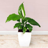 Spathiphyllum Air Purifying Plant - YuvaFlowers