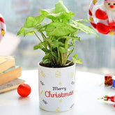 Sugarplum Syngonium Neon Plant - YuvaFlowers