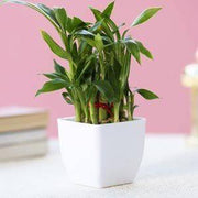 2 Layer Bamboo - YuvaFlowers