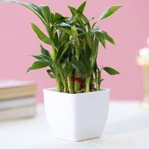 2 Layer Bamboo - YuvaFlowers