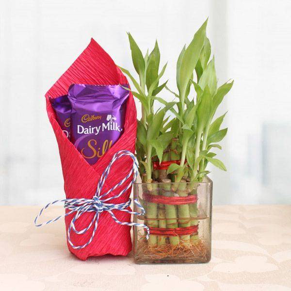 2 Layer Lucky Bamboo with Silk - YuvaFlowers