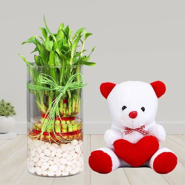3 Layer Lucky Bamboo Terrarium with Teddy - YuvaFlowers