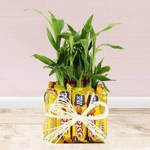 5 Star Lucky Bamboo Online Gift Delivery