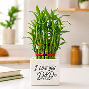 Dazzling Lucky Bamboo For Father