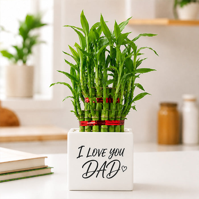 Dazzling Lucky Bamboo For Father