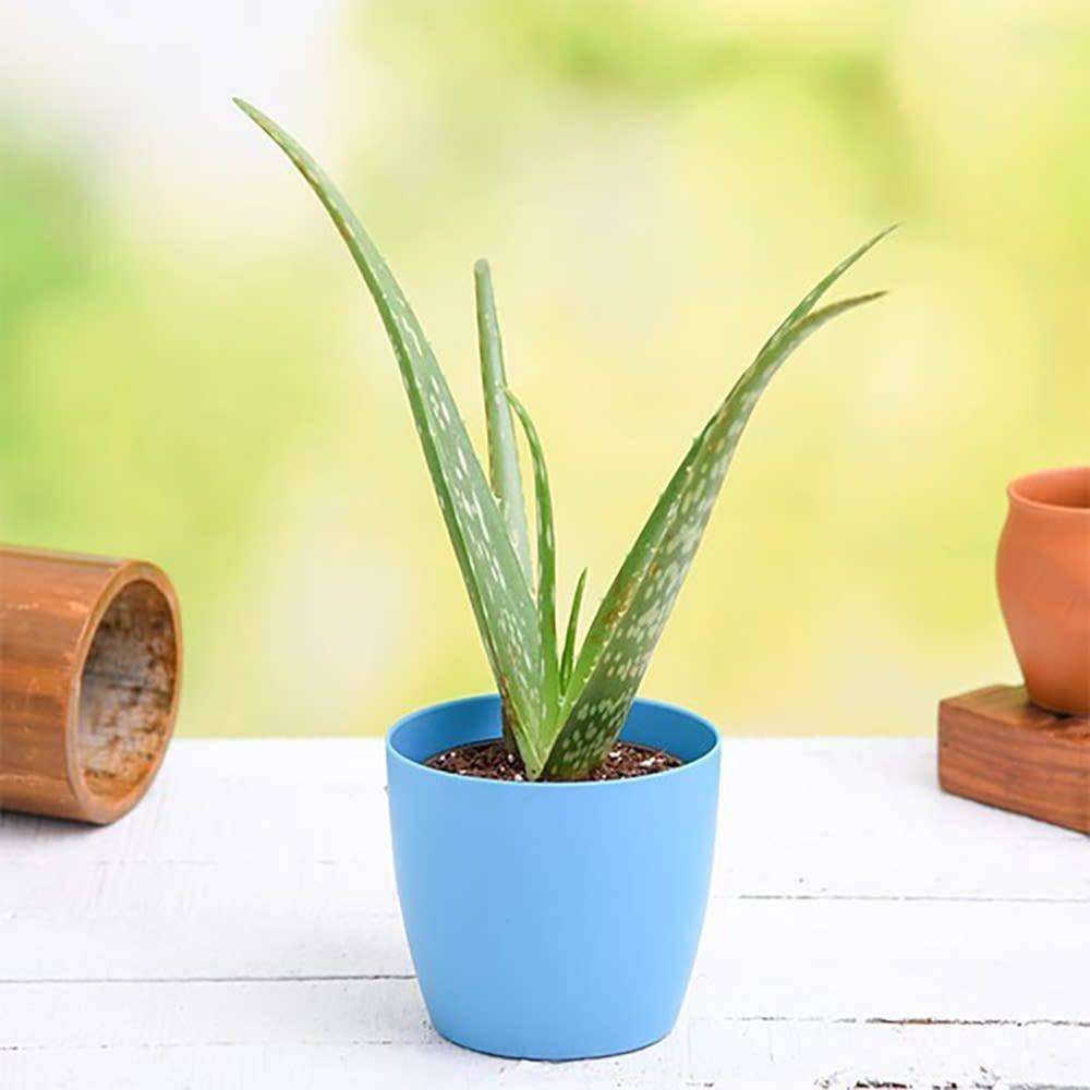 Aloe Vera Gift Plant - YuvaFlowers
