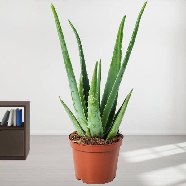 Aloe Vera Potted Plant - YuvaFlowers
