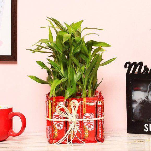 Attractive 3 Layer Bamboo Plant - YuvaFlowers