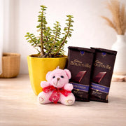 Attractive Jade Plant Gift Hamper