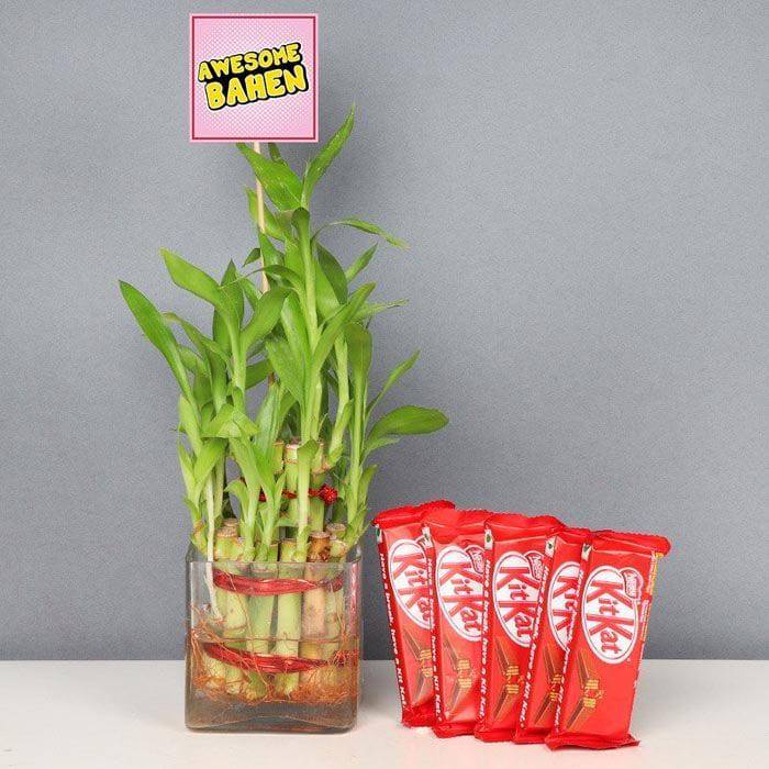 Awesome Behan With 2 Layer Lucky Bamboo Plant With Five Kitkats - YuvaFlowers