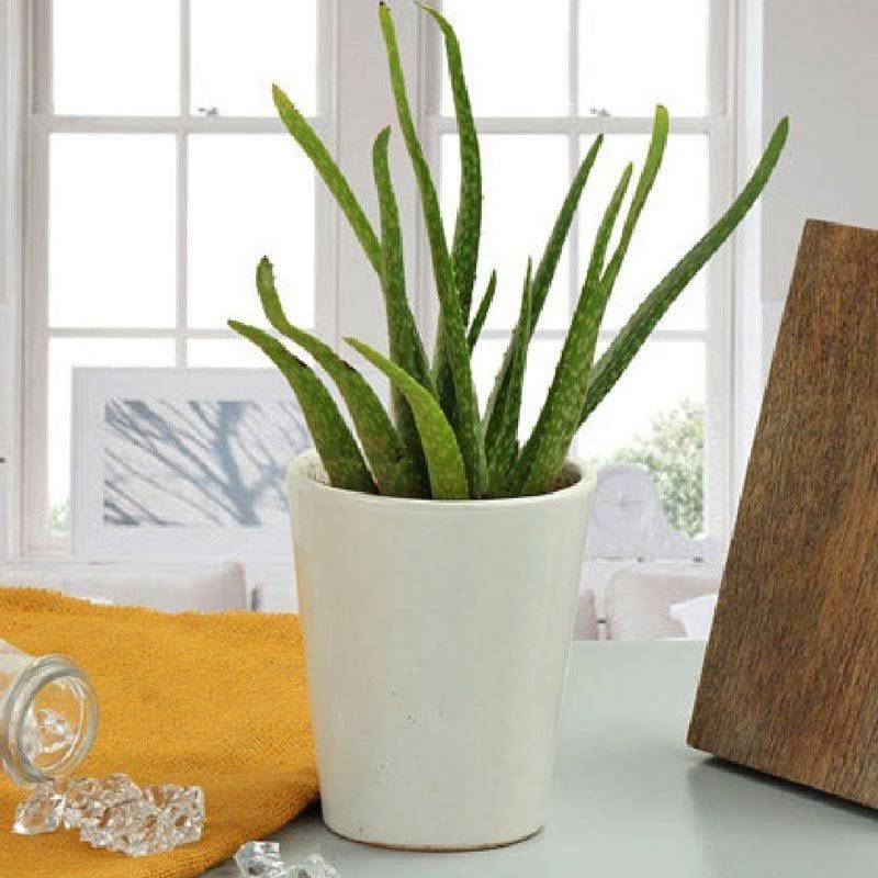 Beauty Of Aloe Vera - YuvaFlowers