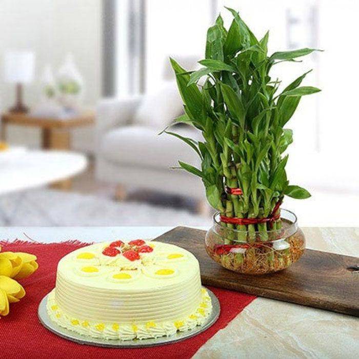 Butterscotch Cake With Three Layer Bamboo Plant - YuvaFlowers