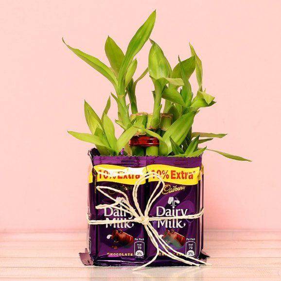 Captivating 2 Layer Bamboo Plant - YuvaFlowers