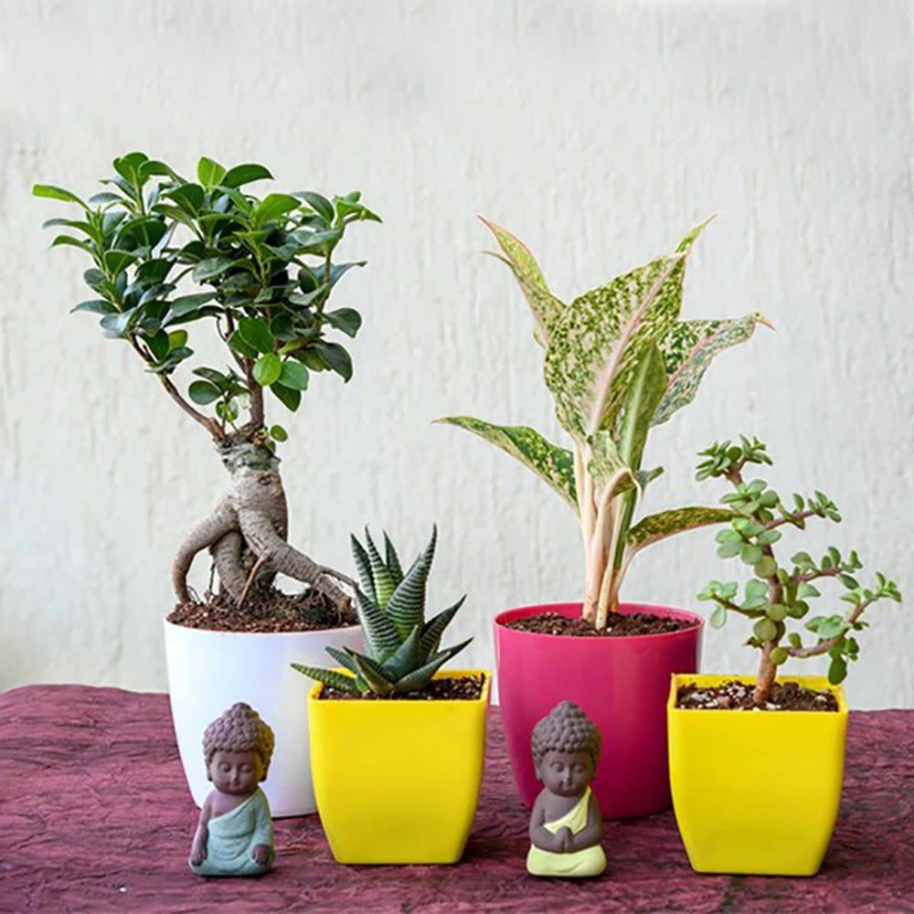 Charming Indoor Plants - YuvaFlowers