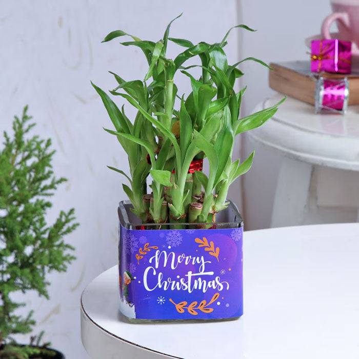 Christmas Special 2 Layer Bamboo Plant - YuvaFlowers