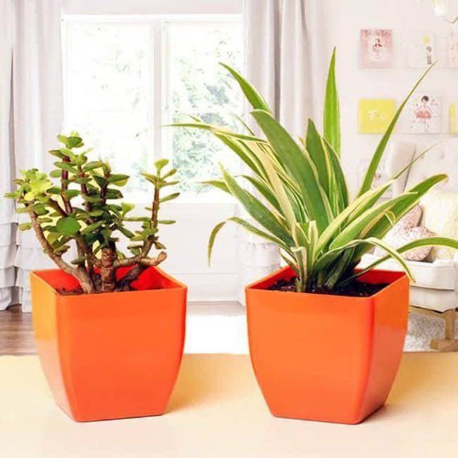 Combo Plant for Best Wishes - YuvaFlowers