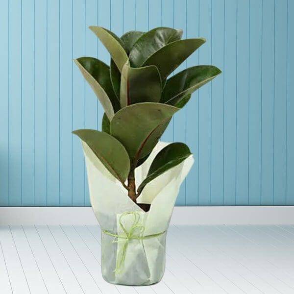 Delightful Rubber Plant - YuvaFlowers