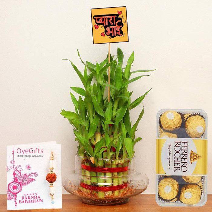 Designer Rakhi Bamboo Plant N Chocolates - YuvaFlowers