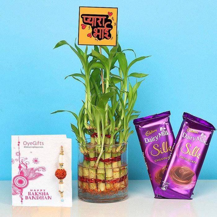 Designer Rakhi With Dairy Milk Silk Bars N Bamboo Plant - YuvaFlowers
