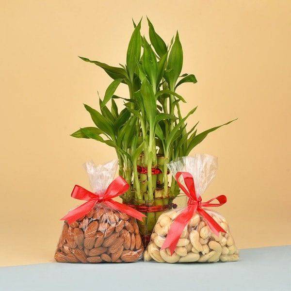 Dry Fruits N Lucky Bamboo Combo - YuvaFlowers