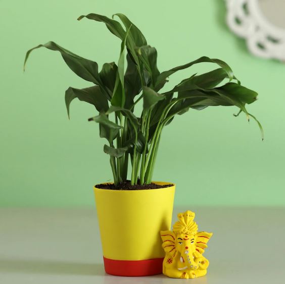 Divine Lord Ganesha Gift