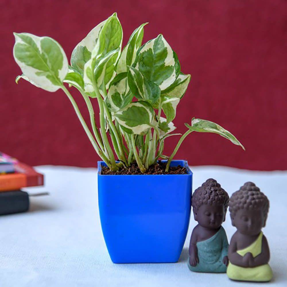 Gift Blessings Of Buddha With Money Plant - YuvaFlowers