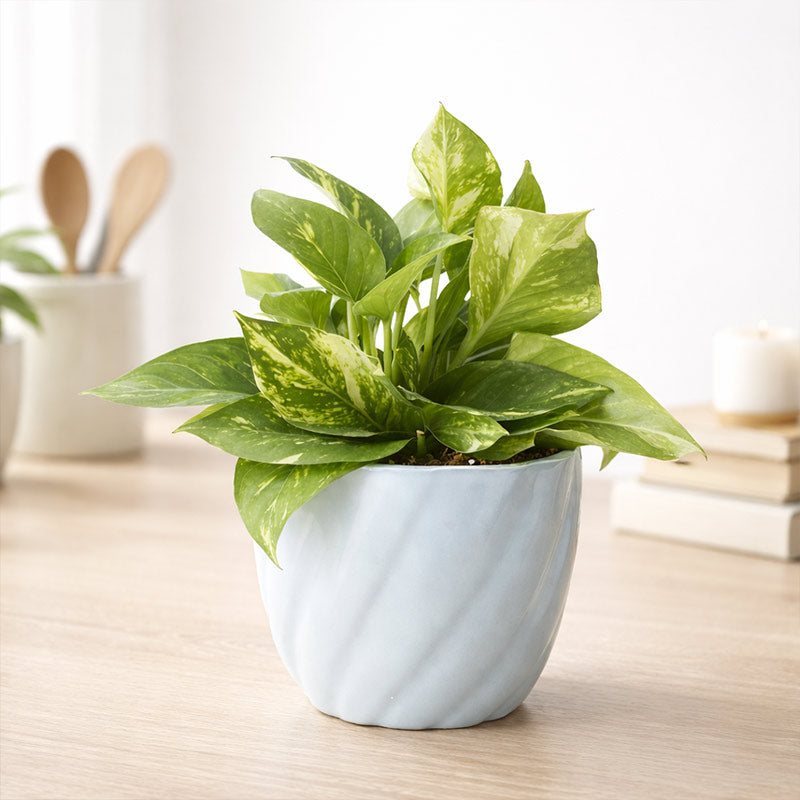 money plant in blue pot Green Money Plant In Light Blue Twisted Grace Ceramic Pot – YuvaFlowers