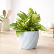 Green Money Plant In Light Blue Twisted Grace Ceramic Pot