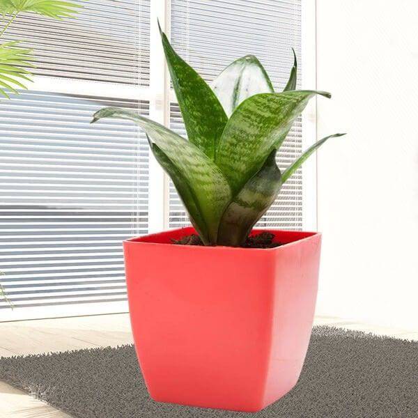 Green Sansevieria Plant - YuvaFlowers