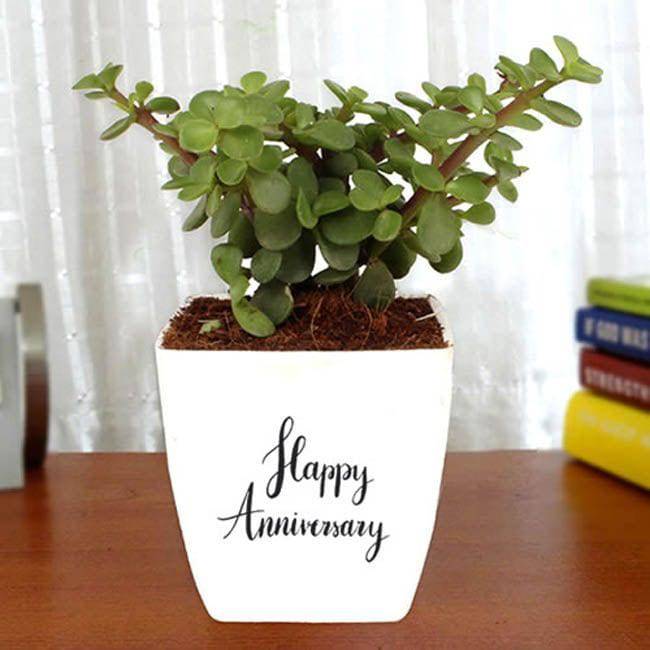 Happy Anniversary with Jade Plant - YuvaFlowers