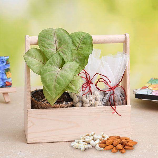 Healthy Basket with Syngonium and Dry Fruits - YuvaFlowers