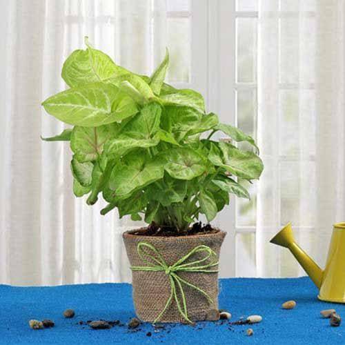 Hue of Green Syngonium - YuvaFlowers