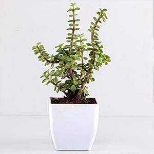 Jade Plant - YuvaFlowers