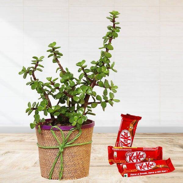 Jade Plant With Kitkat - YuvaFlowers