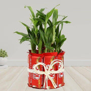 Kitkat With Two Layer Lucky Bamboo - YuvaFlowers